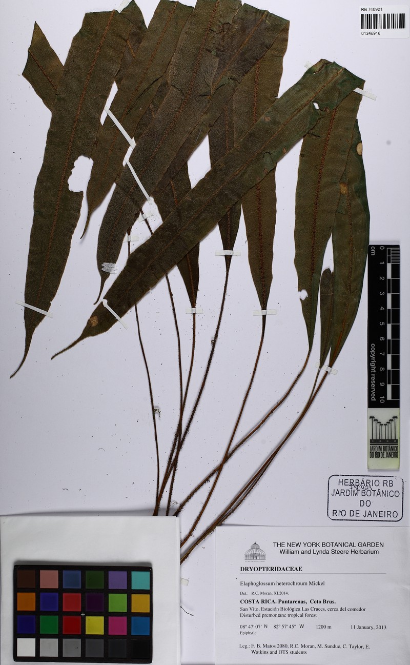 Elaphoglossum heterochroum photo 4