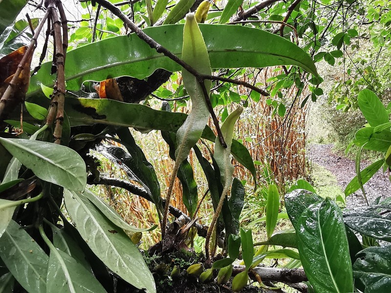 Elaphoglossum heterolepis