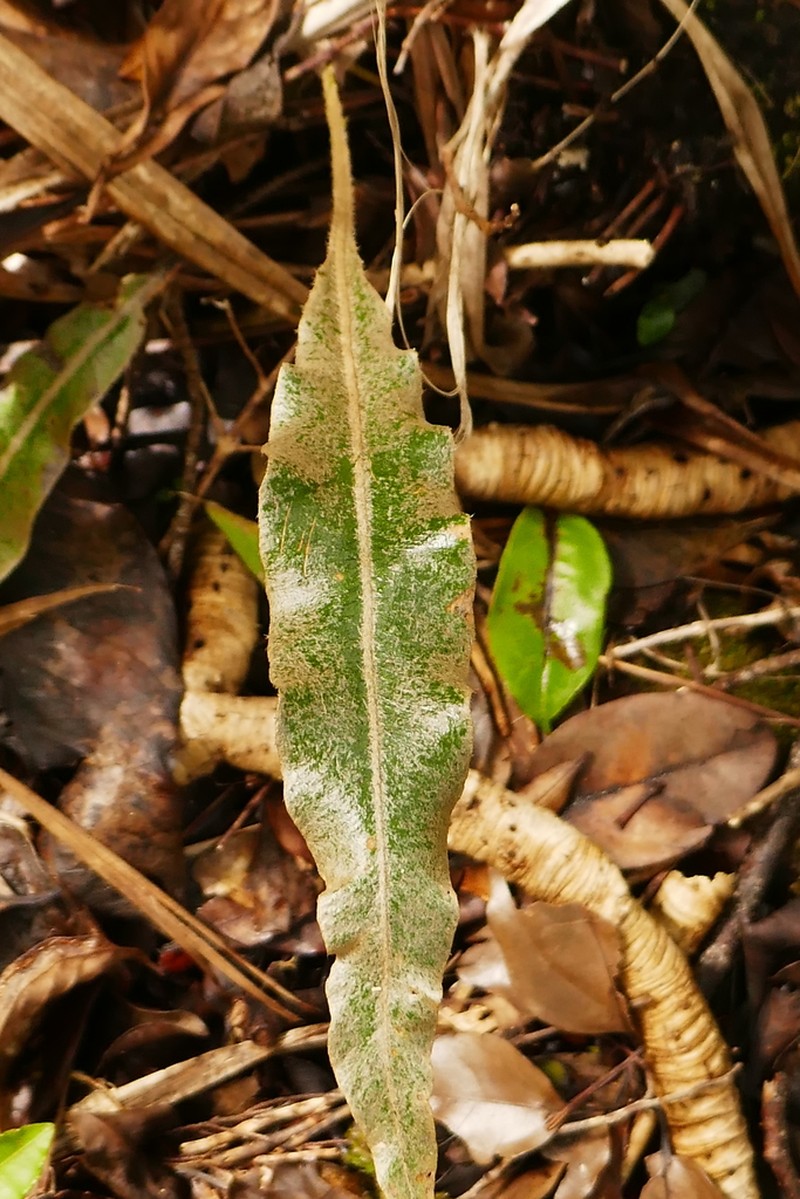 Elaphoglossum heterolepis photo 2
