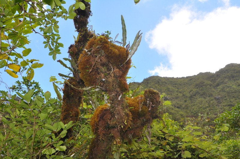 Elaphoglossum heterolepis photo 3