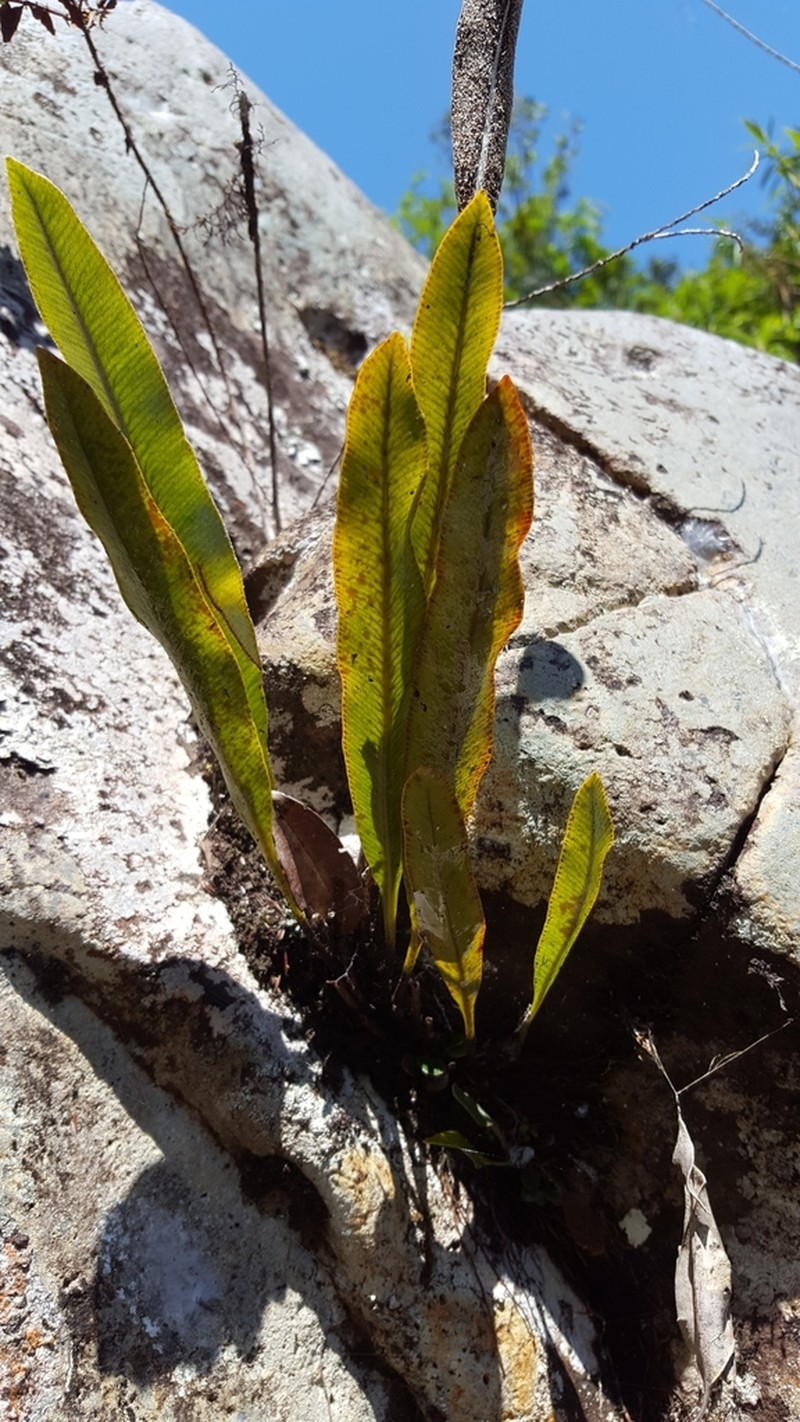 Elaphoglossum heterolepis photo 4