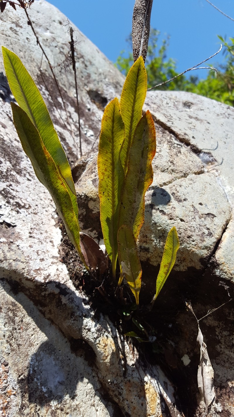 Elaphoglossum heterolepis photo 5
