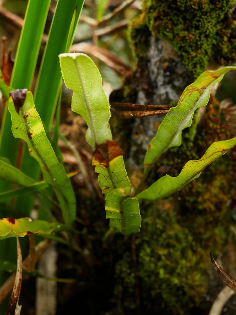 Elaphoglossum heterolepis photo 6