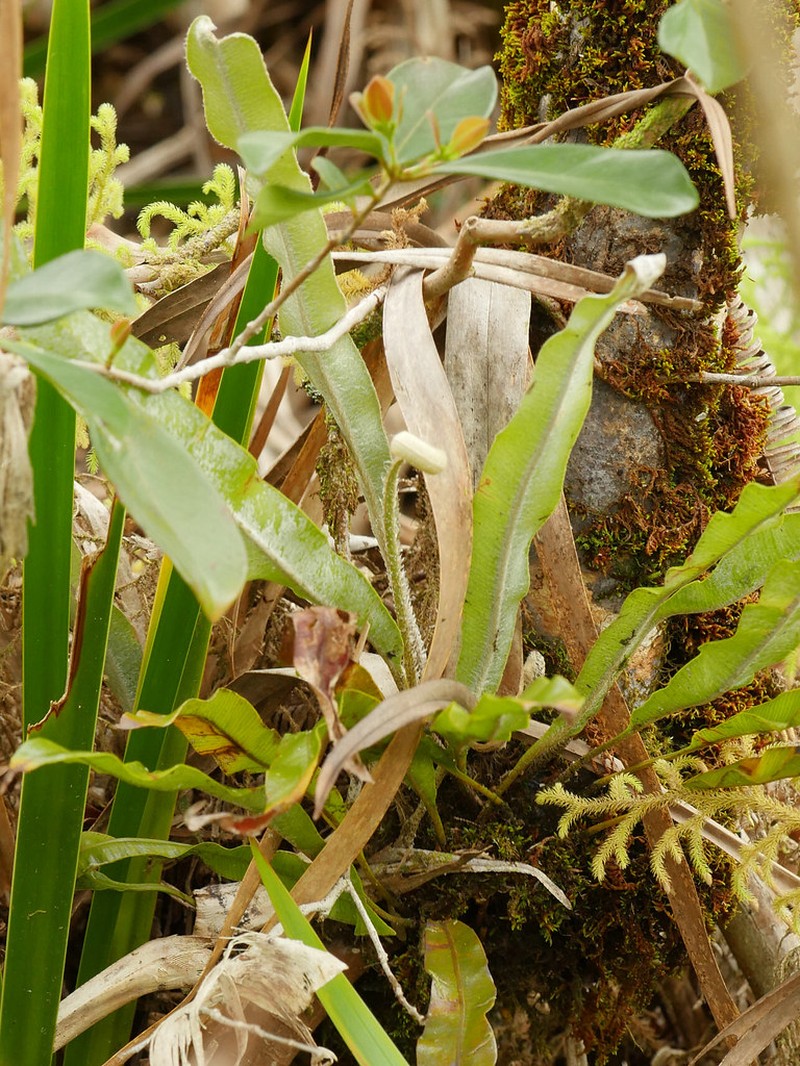 Elaphoglossum heterolepis photo 7
