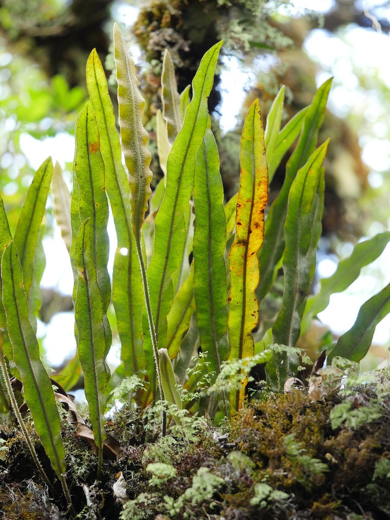 Elaphoglossum heterolepis photo 8