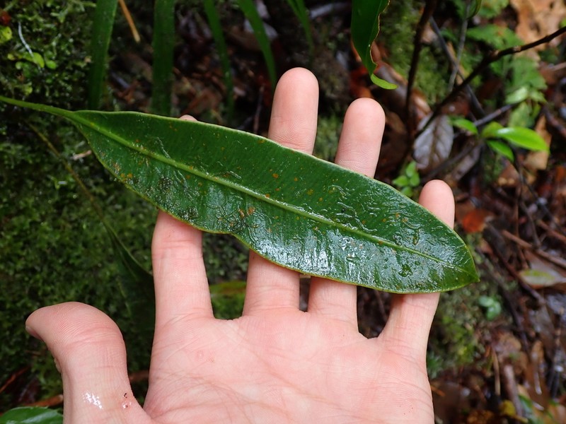 Elaphoglossum heterolepium photo 2