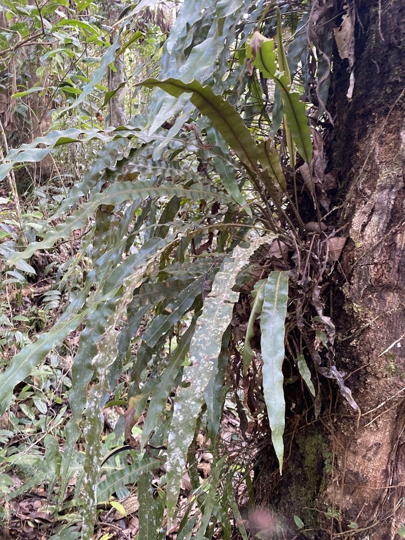 Elaphoglossum heterolepium photo 3