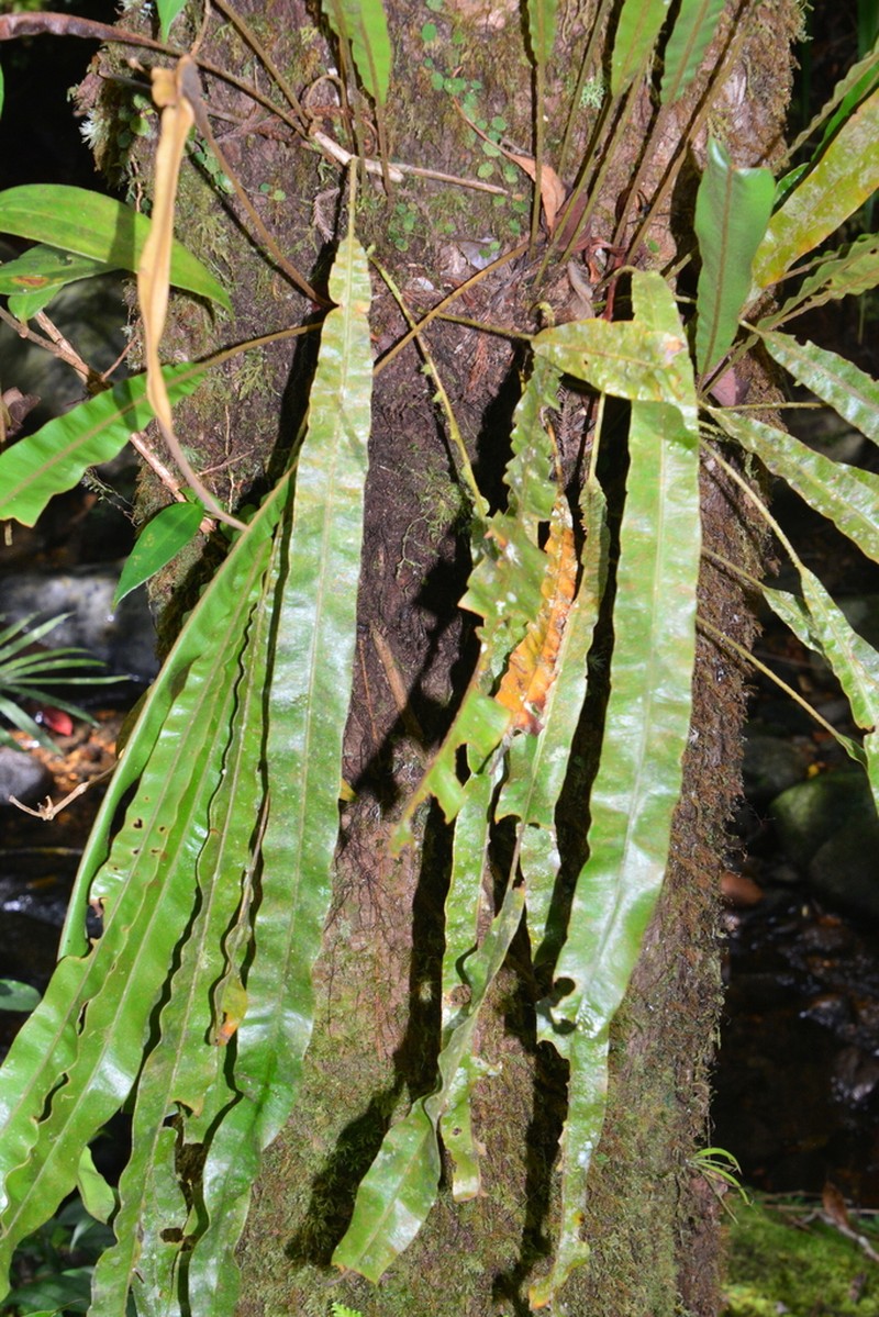 Elaphoglossum heterolepium photo 4