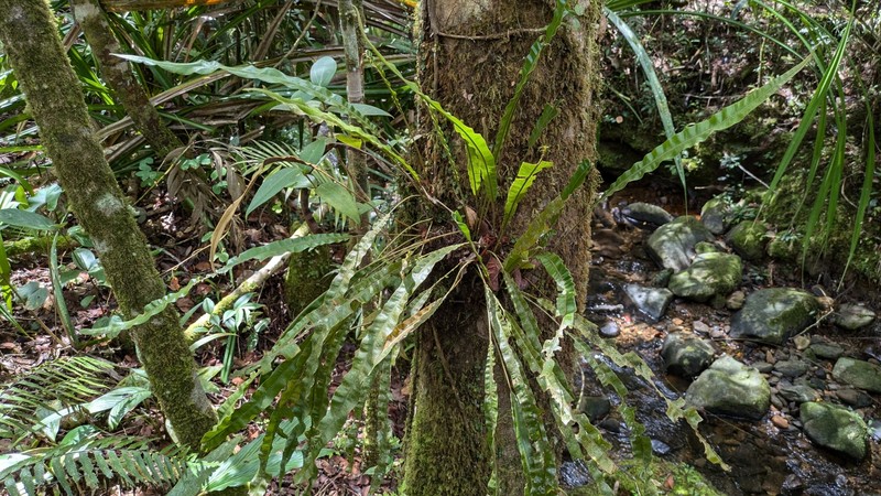 Elaphoglossum heterolepium photo 5