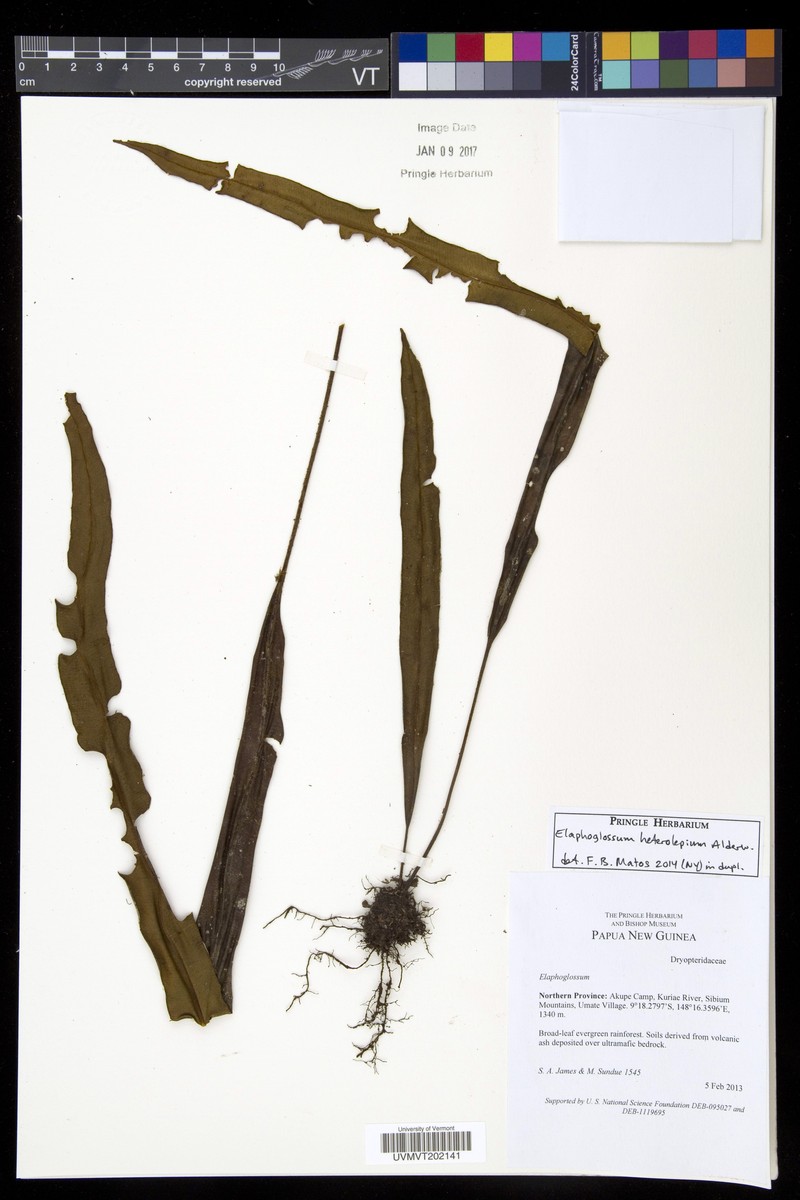 Elaphoglossum heterolepium photo 6