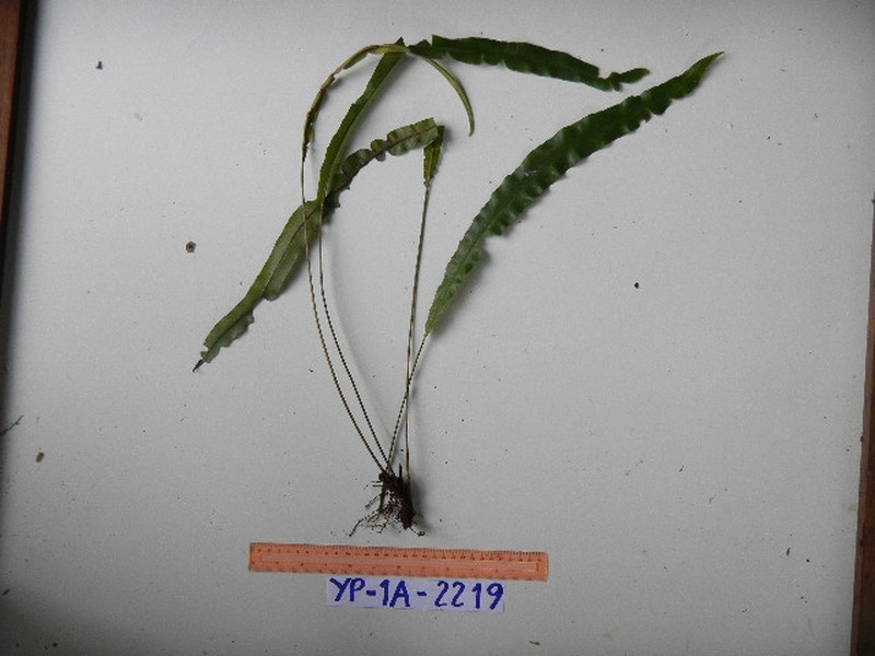 Elaphoglossum heterolepium photo 7