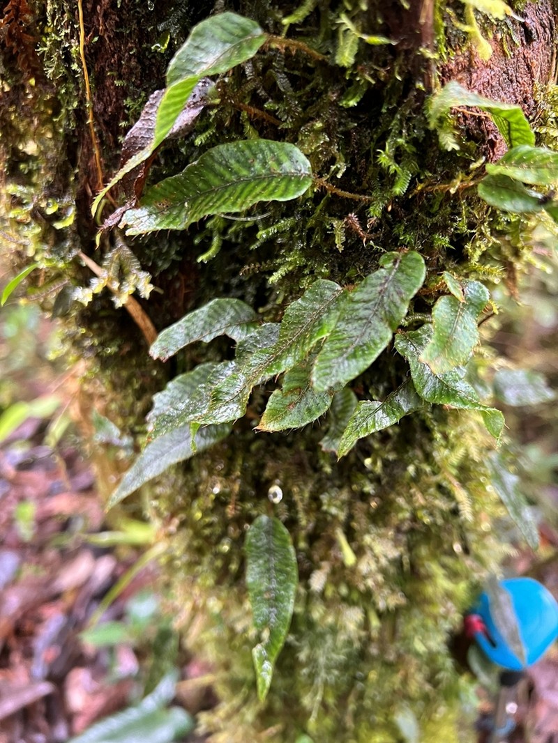 Elaphoglossum heteromorphum