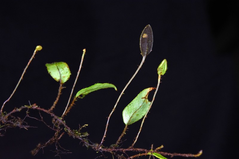 Elaphoglossum heteromorphum photo 2
