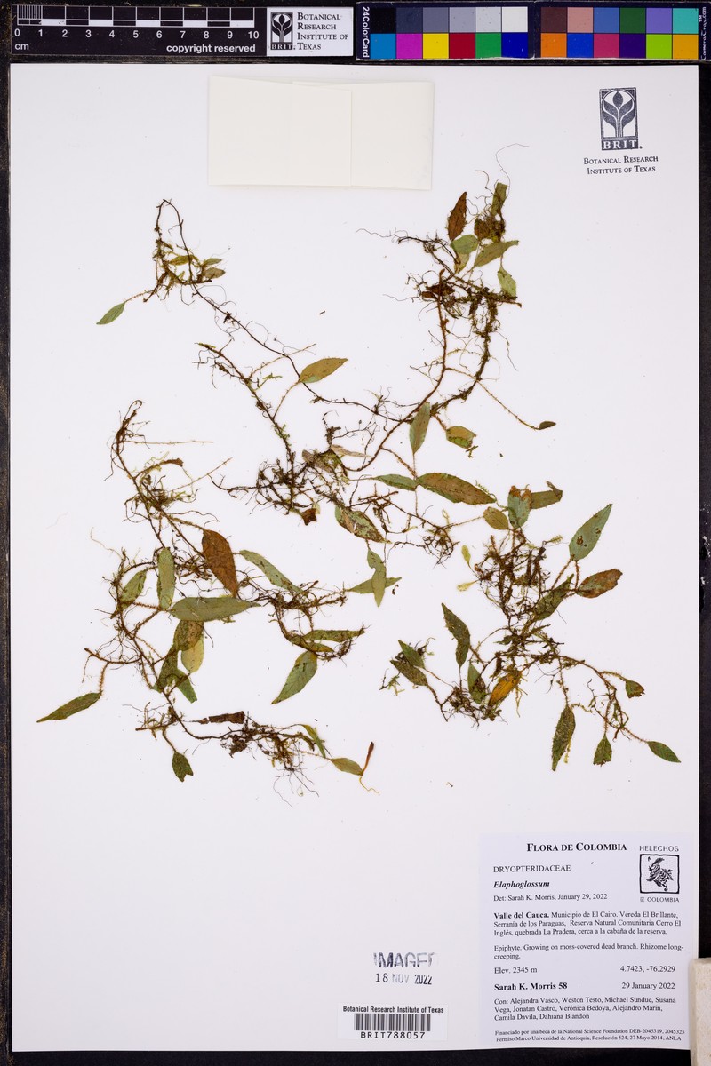 Elaphoglossum heteromorphum photo 3