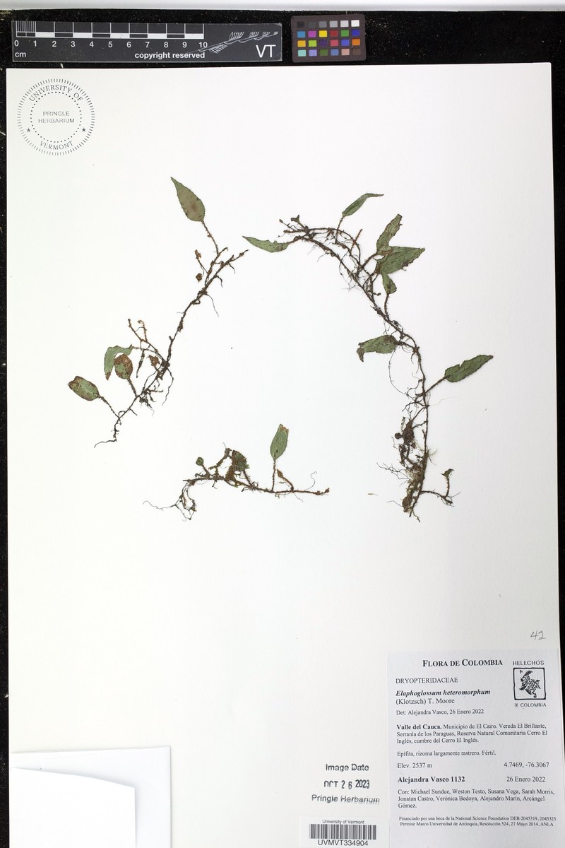 Elaphoglossum heteromorphum photo 4