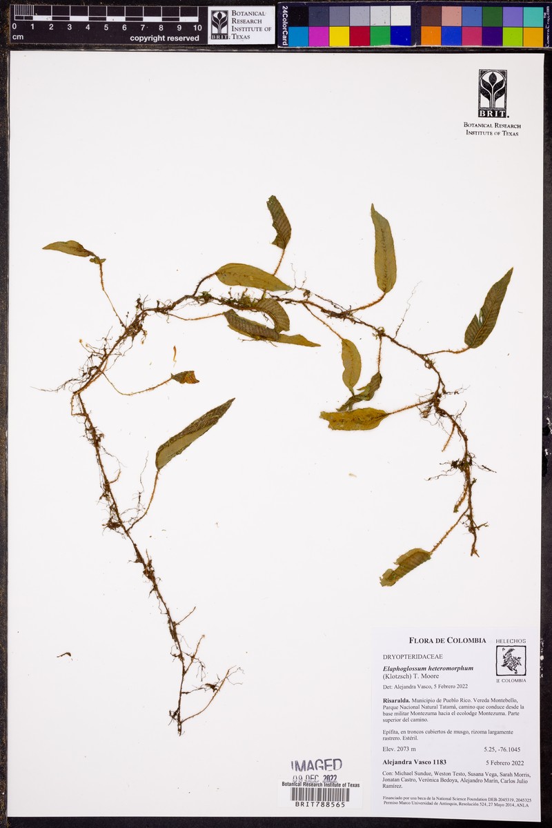 Elaphoglossum heteromorphum photo 5
