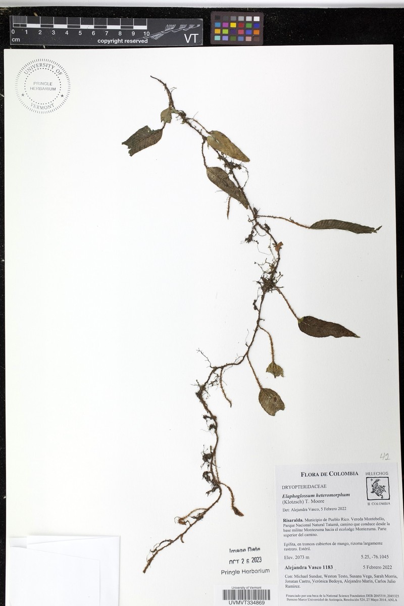 Elaphoglossum heteromorphum photo 6