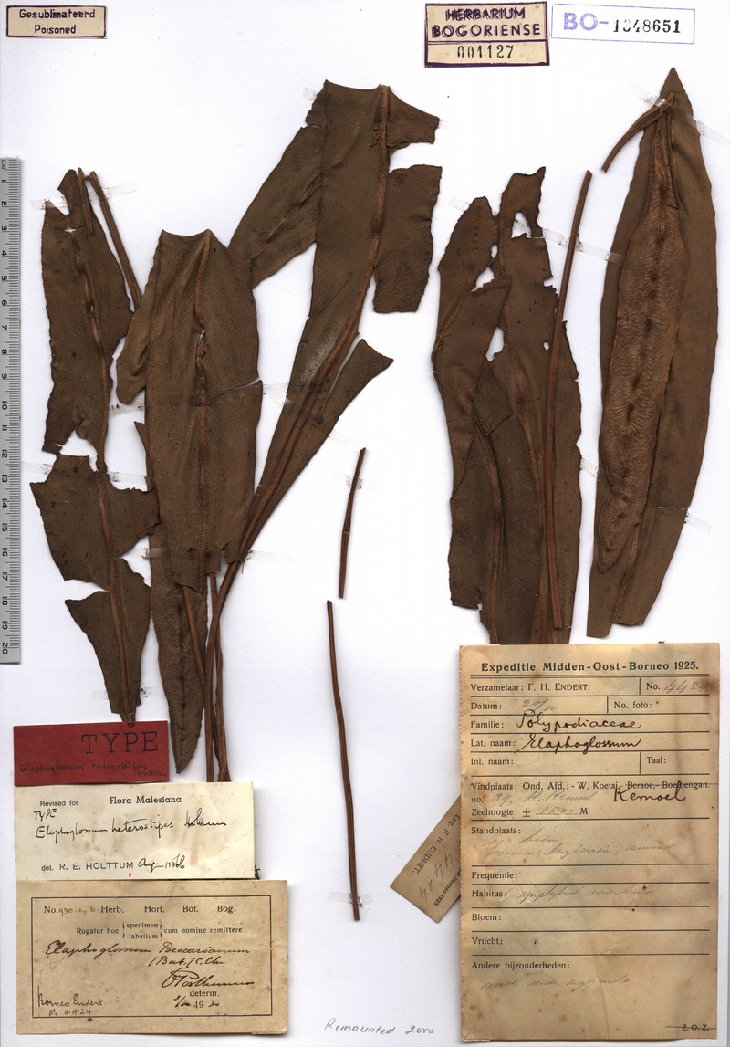 Elaphoglossum heterostipes
