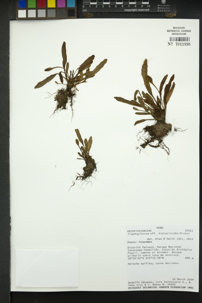 Elaphoglossum hieracioides