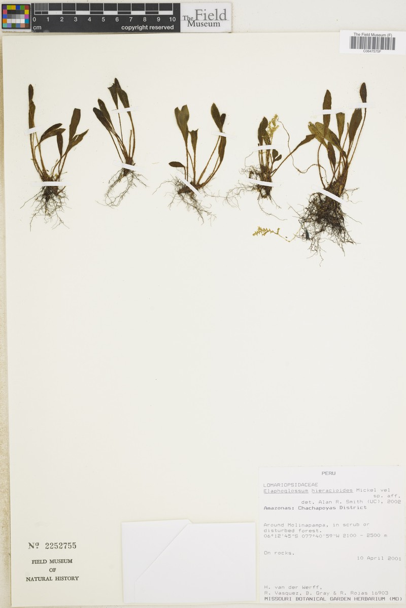 Elaphoglossum hieracioides photo 2