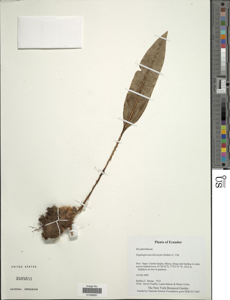 Elaphoglossum hieronymi