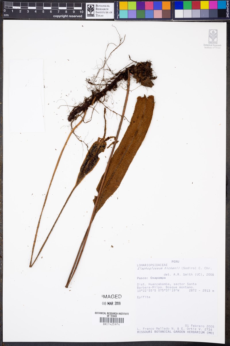 Elaphoglossum hikenii