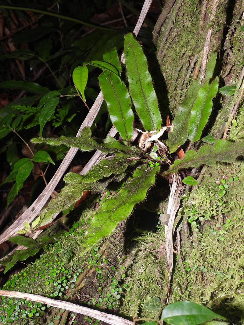 Ekaha
