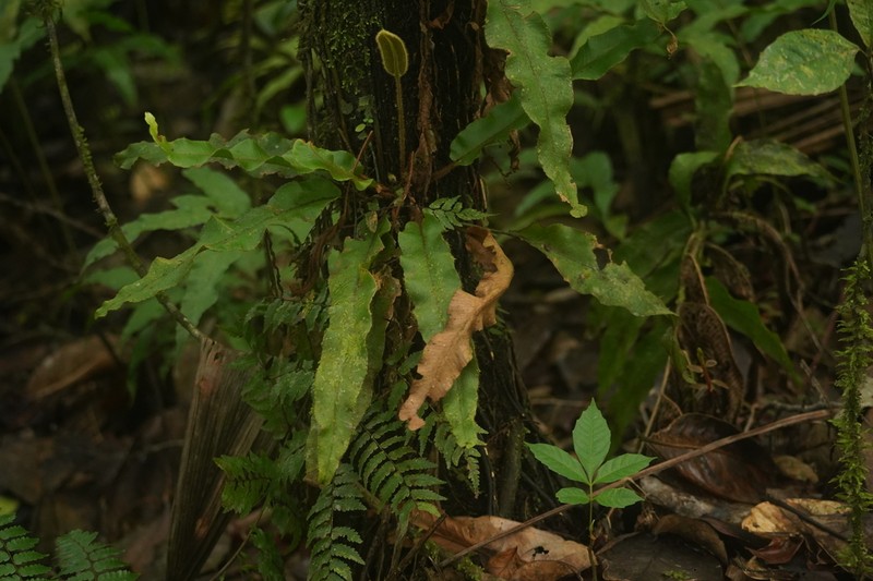 Ekaha photo 4