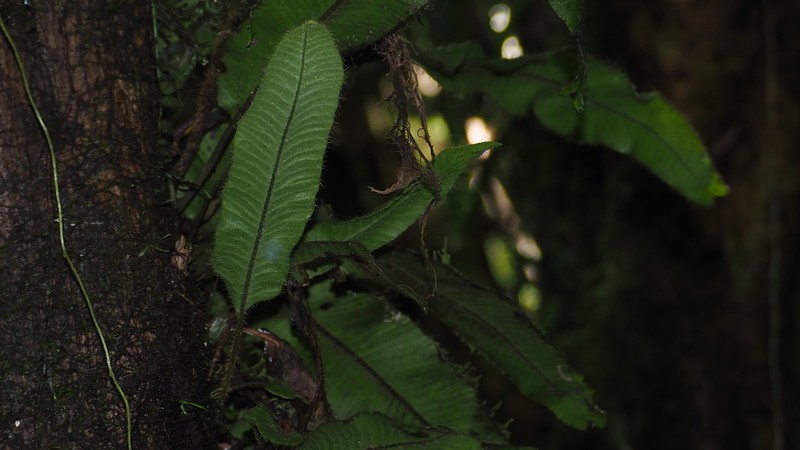 Ekaha photo 5