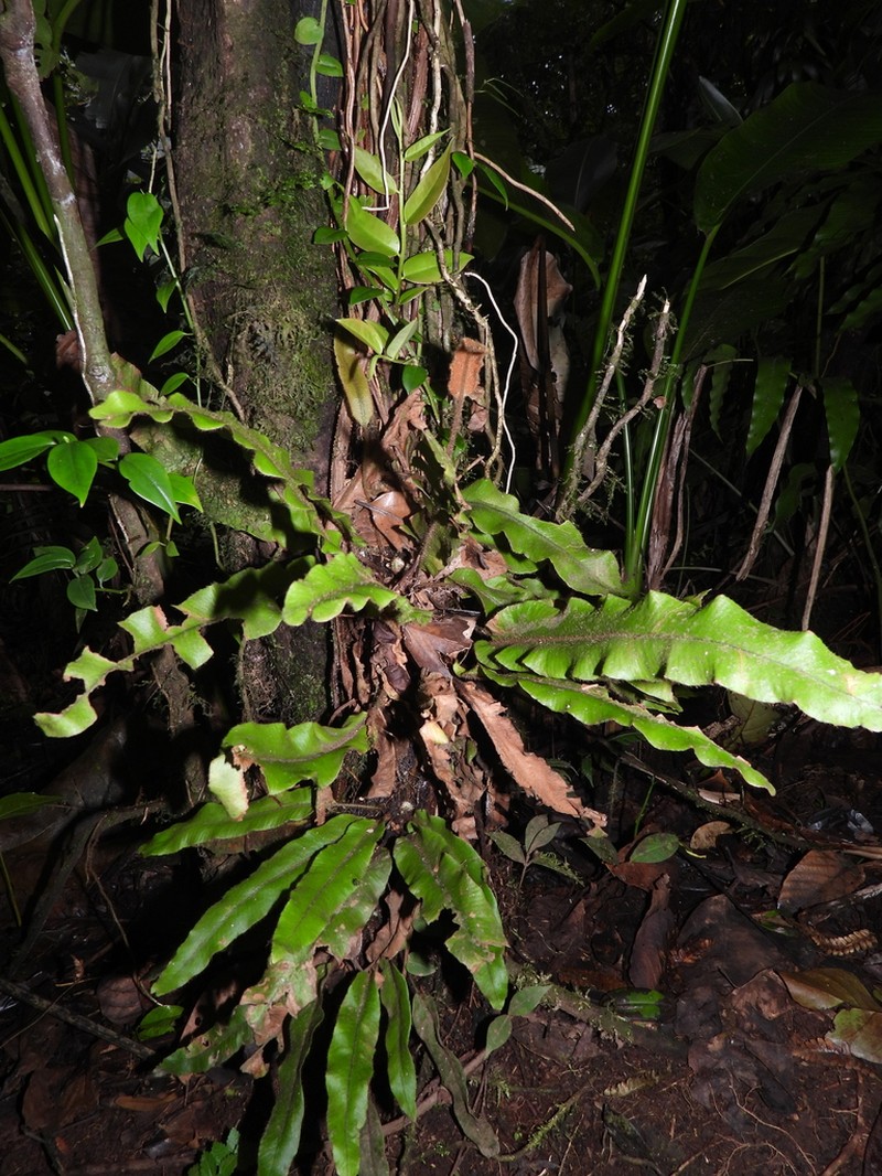 Ekaha photo 7