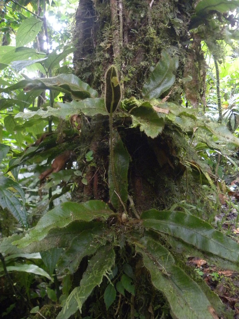 Ekaha photo 8