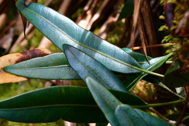 Elaphoglossum hoffmannii