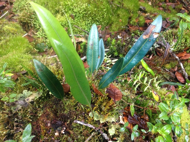 Elaphoglossum hoffmannii photo 2