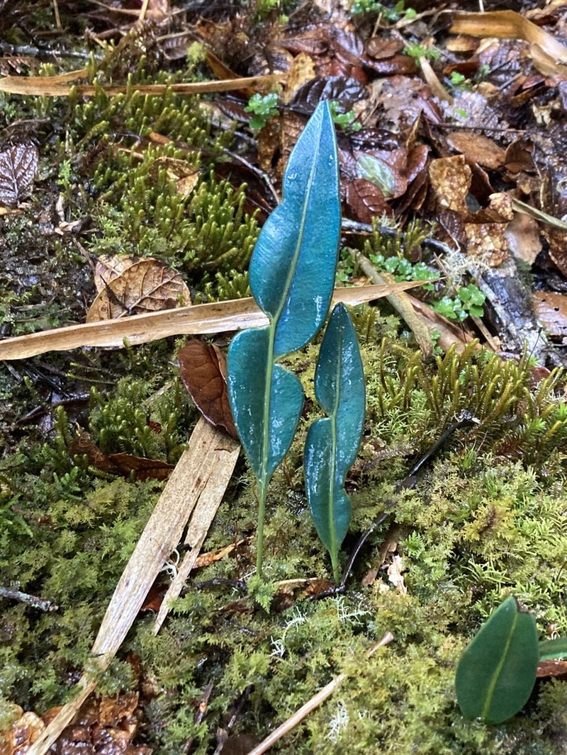 Elaphoglossum hoffmannii photo 3