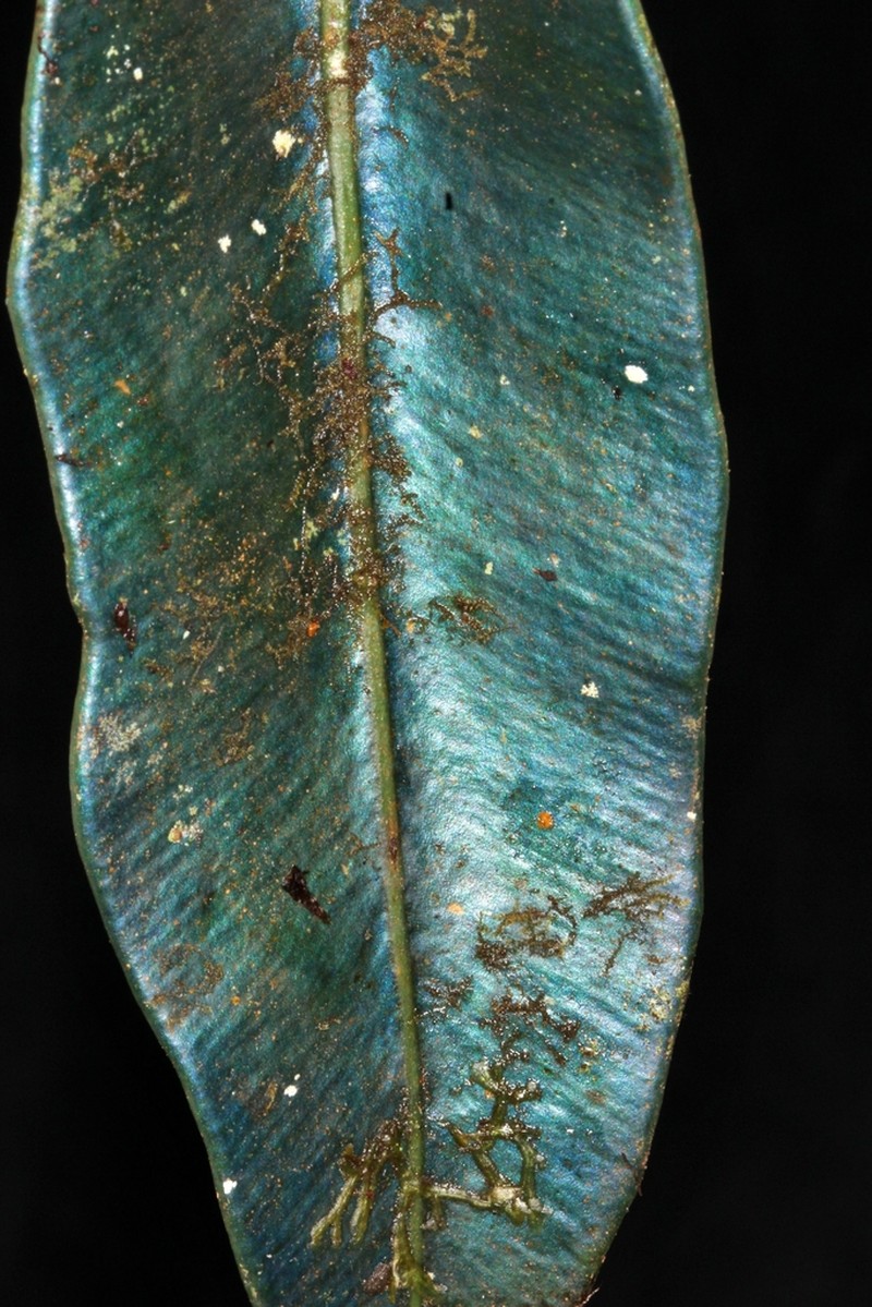 Elaphoglossum hoffmannii photo 4
