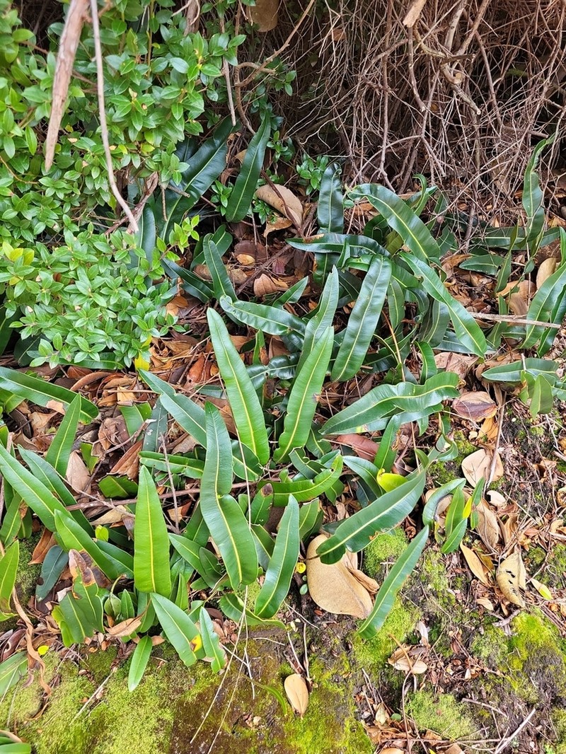 Elaphoglossum hoffmannii photo 5