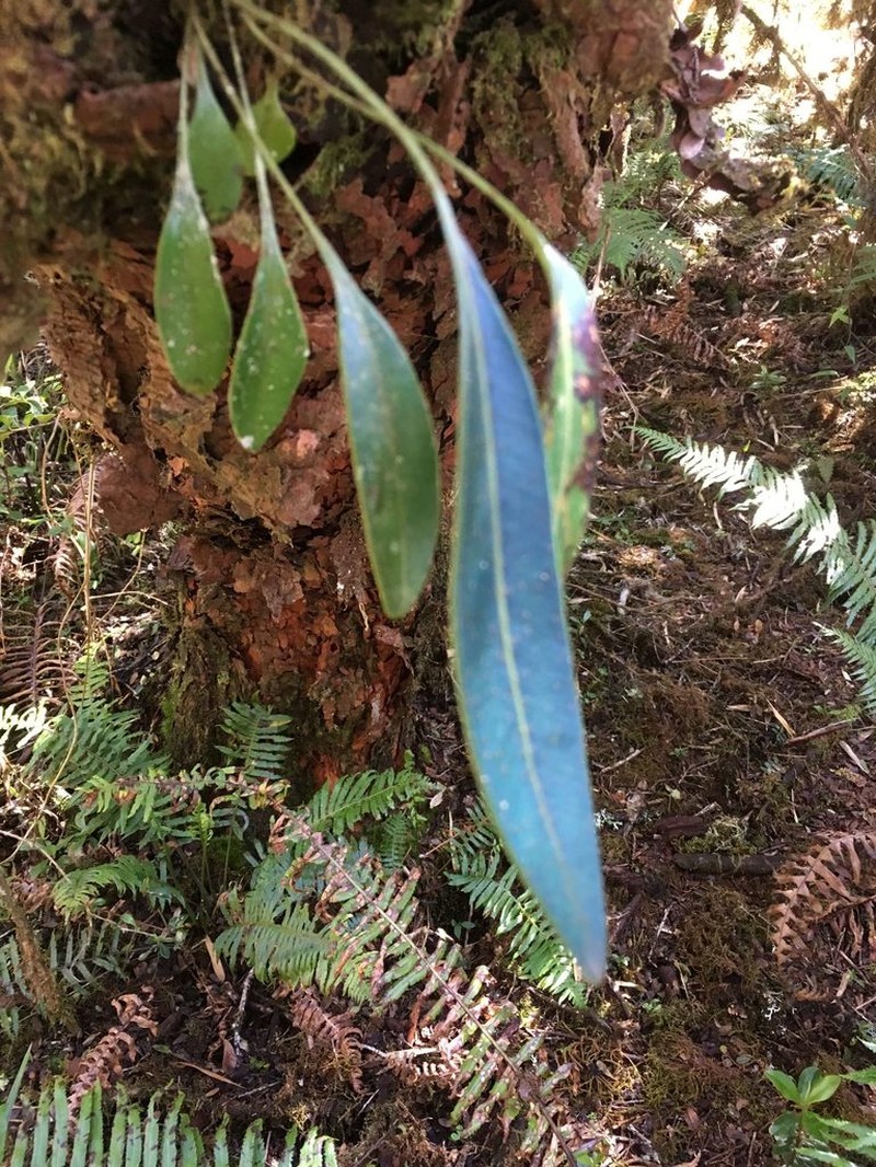 Elaphoglossum hoffmannii photo 6