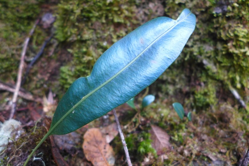 Elaphoglossum hoffmannii photo 8