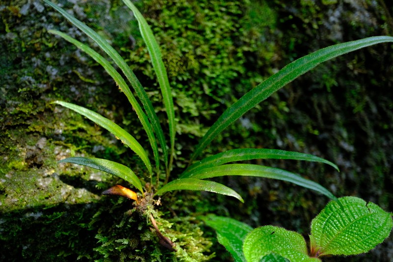 Elaphoglossum hornei photo 2