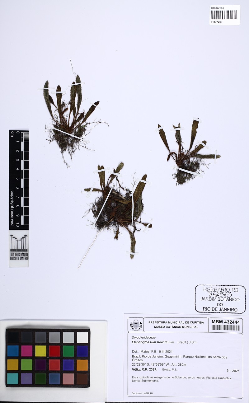 Elaphoglossum horridulum