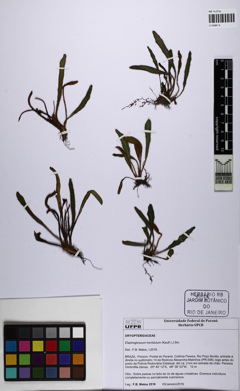 Elaphoglossum horridulum photo 2