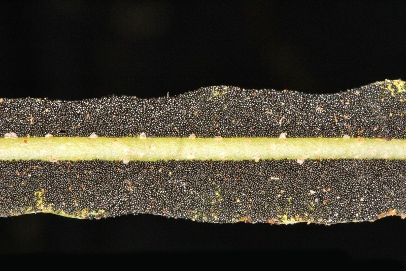 Elaphoglossum huacsaro