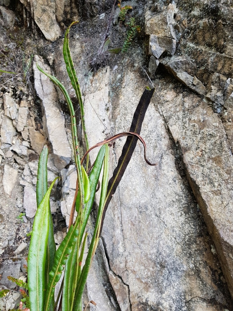 Elaphoglossum huacsaro photo 2