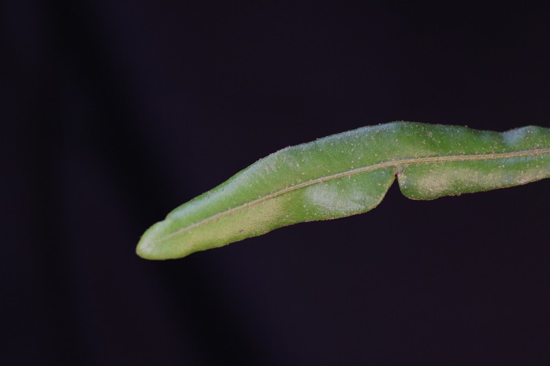 Elaphoglossum huacsaro photo 3