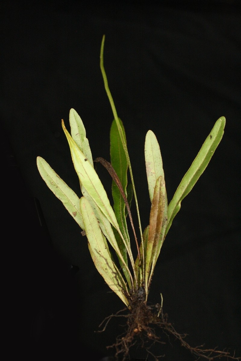 Elaphoglossum huacsaro photo 4