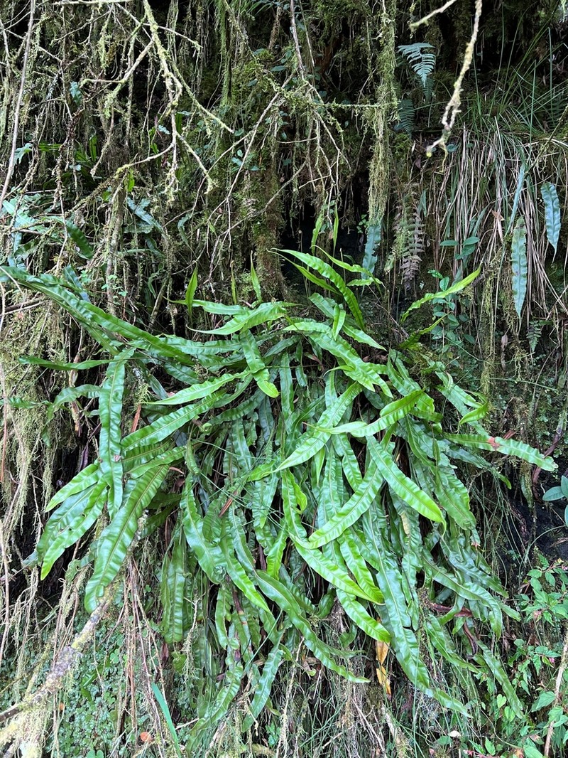 Elaphoglossum huacsaro photo 5