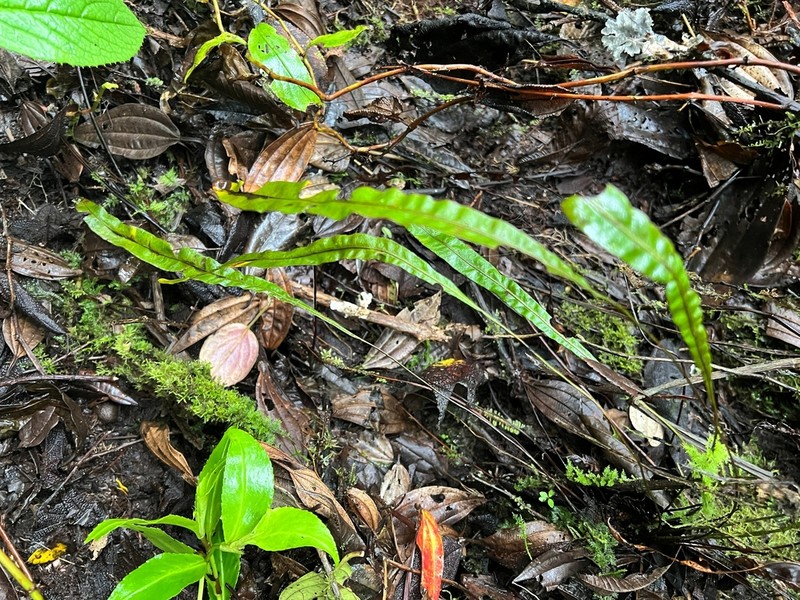 Elaphoglossum huacsaro photo 6
