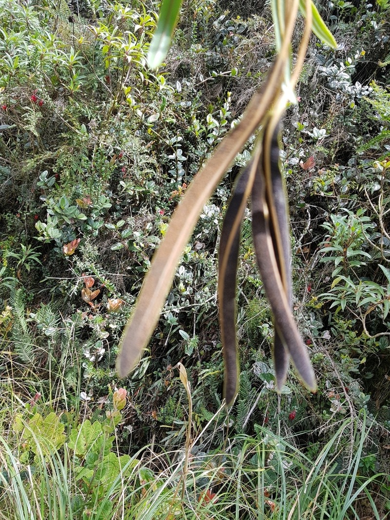 Elaphoglossum huacsaro photo 7