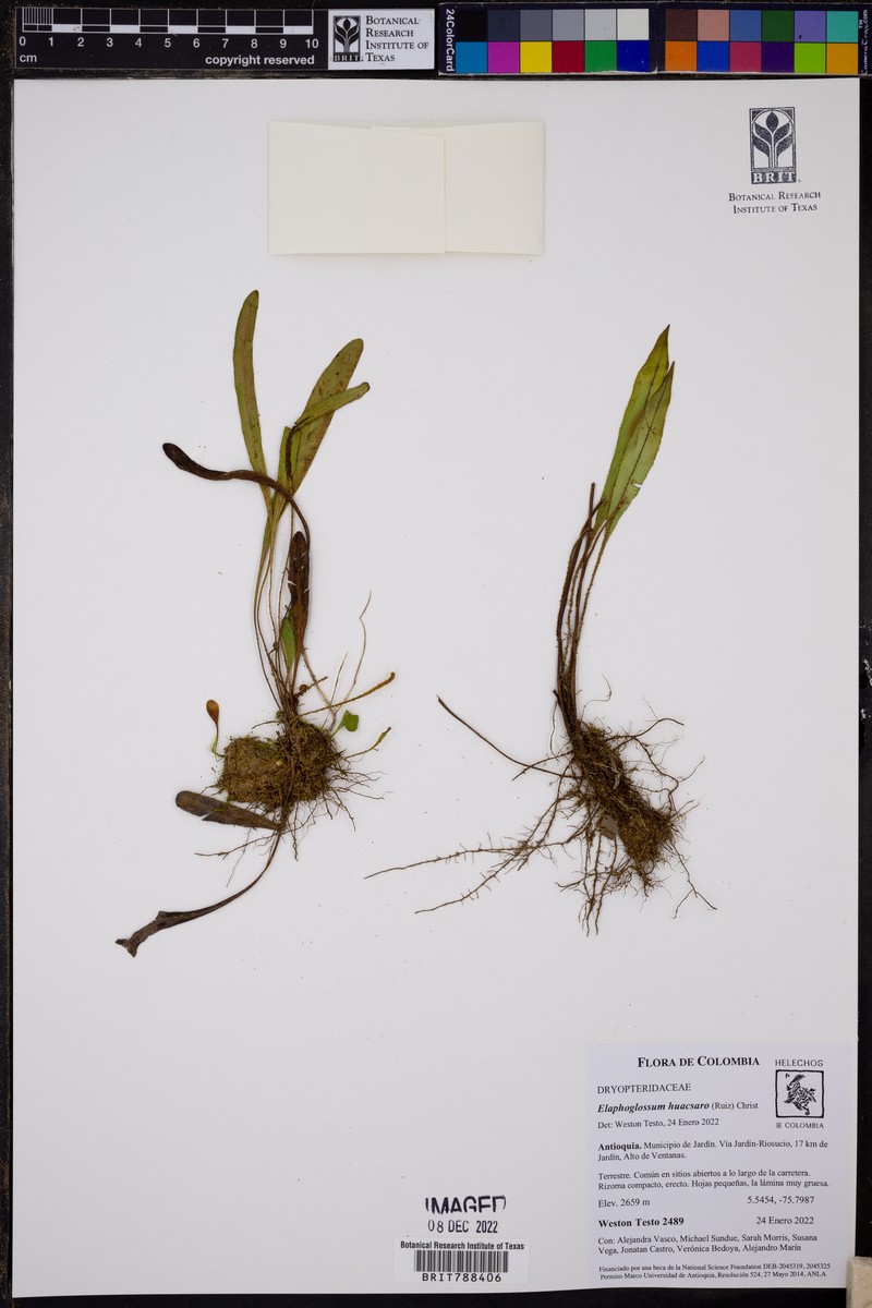 Elaphoglossum huacsaro photo 8