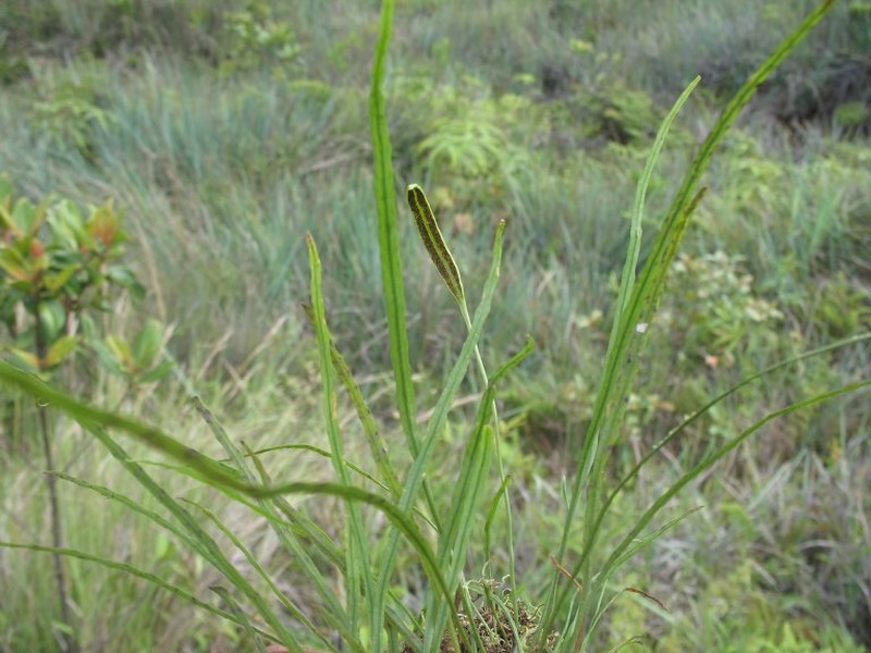 Elaphoglossum humbertii